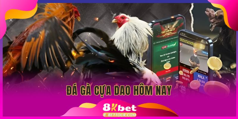 Đá gà cựa dao hôm nay