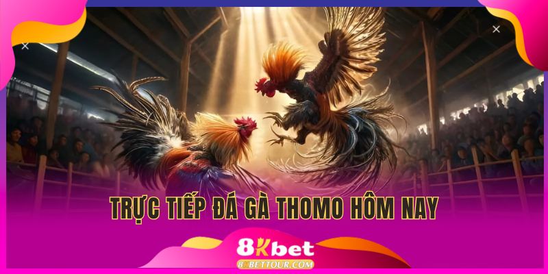 Trực tiếp đá gà Thomo hôm nay